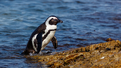 African Penguin coming from the ocean after a successful day of fishing 