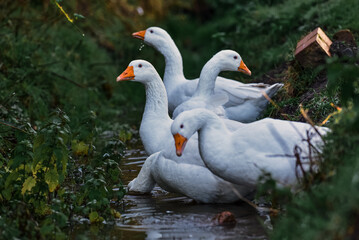 Geese bathing in a stream