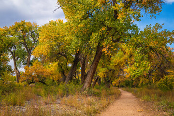 Autumn trees in the park, riparian cottonwood forest footpath at Bosque Trail Park of Rio Grand River in Albuquerque, New Mexico, USA