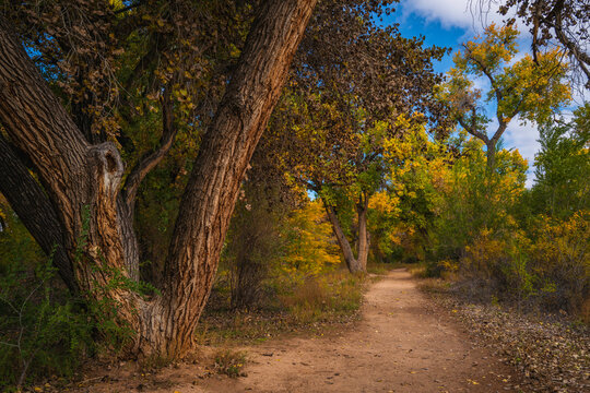 Autumn trees in the park, riparian cottonwood forest footpath at Bosque Trail Park of Rio Grand River in Albuquerque, New Mexico, USA