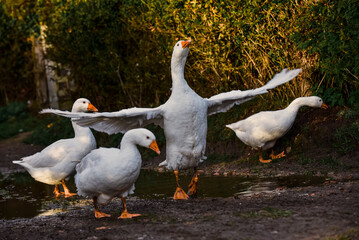 Obraz premium Gander and geese Flapping wings