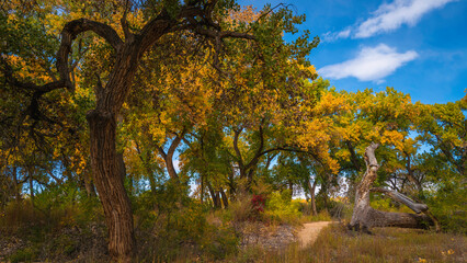 Autumn trees in the park, riparian cottonwood forest footpath at Bosque Trail Park of Rio Grand...