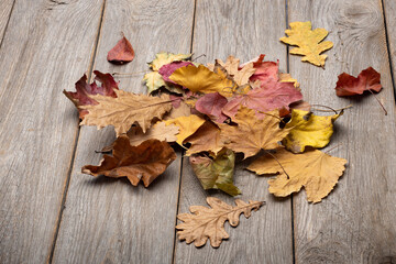 Naklejka na ściany i meble dry leaves from different trees on a wooden background, a bunch of fallen autumn leaves on wooden boards