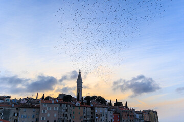 A flock of starlings flies in the evening as a migratory bird around the tower of the church of St. Euphemia in the town of Rovinj in Croatia