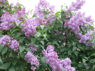 Obraz premium lush purple lilac blooms on the bush in spring