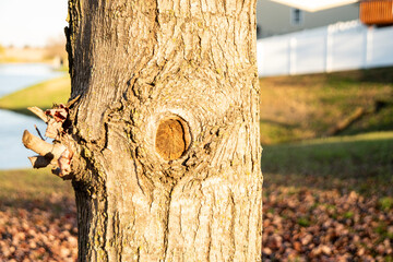 Notch on a tree trunk where a branch has been cut off.