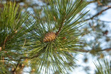 Green pine cone with pine needles spiraling around it.