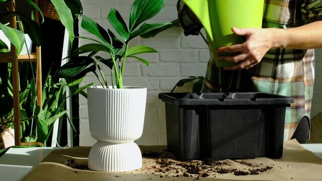 Transplanting a home plant Philodendron into a new pot. A woman plants a stalk with roots in a new soil. Caring and reproduction for a potted plant, hands close-up