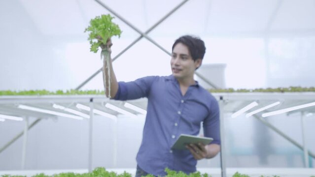 Hydroponic vegetable farmers in the vegetable plantation. Asian farmers holding hydroponic vegetables salad farm.