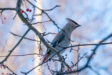 The whistler bird sits on a tree branch in winter and pecks small wild apples of the ranetka