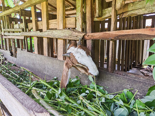 goat. Portrait of a goat from Indonesia while eating green leaves and grass in an animal pen