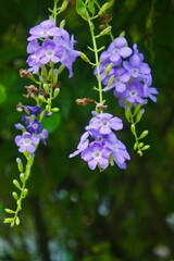 Fototapeta premium small purple flowers.