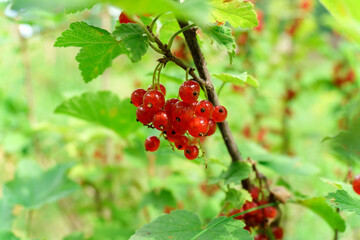 Ripe and juicy red currant berries on the branch, close-up. Selective focus