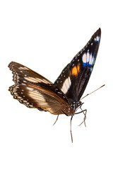 Natural butterfly on white background