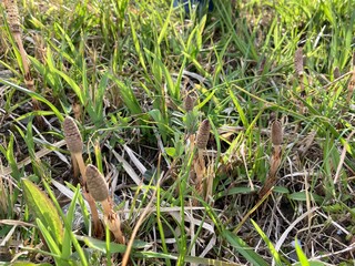 Naklejka na ściany i meble Tsukushi: fertile shoot of field horsetail