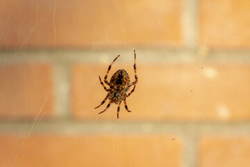 Selective focus of European garden spider on the web, The Bug Lady is literally surrounded by Cross Orbweavers (Araneus diadematus) Egg cases were attached to the house and porch last fall.