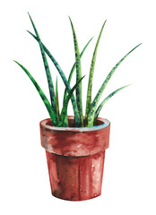 Watercolor houseplant. Green plant in a clay red pot on a white background