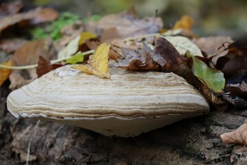 Tinder-Fungus in Foliage