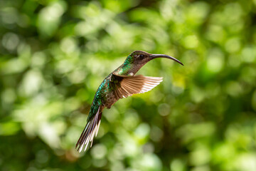 Hovering Hummingbird: Violet Sebrewing