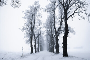 Fototapeta na wymiar Magical mysty road covered by snow