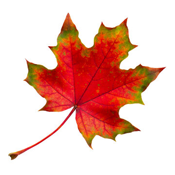 Red maple leaf isolated on transparent background.