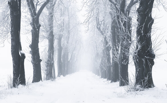 Misty road covered by snow © llama
