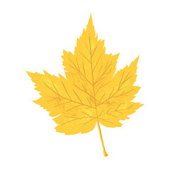 Yellow fall leaf isolated