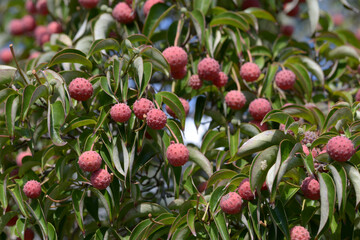 月光の実　ホンコンエンシス