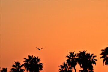 Dramatic, orange sunset sky and the silhouettes of palm trees