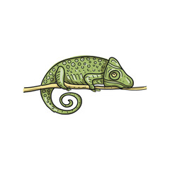 Naklejka premium Chameleons animals wildlife tropics exotic antistress for children graphics line drawn by hand separately on a white background