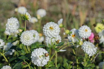 White dahlia flowers in a garden.