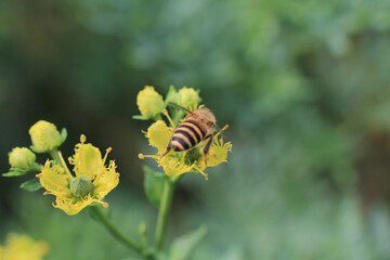 a medicinal plant, the nature back ground