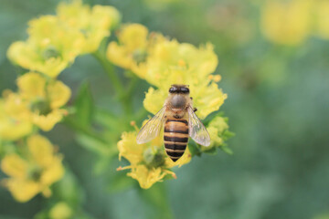a medicinal plant, the nature back ground