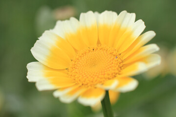 a close up of a white and yellow daisy, the nature back ground