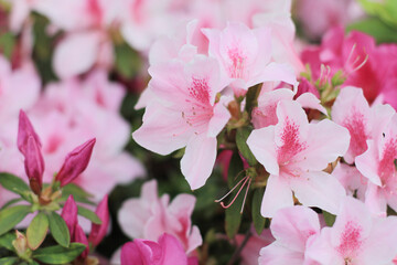  Azaleas blooming in the south,  the nature concept 31 March 2012