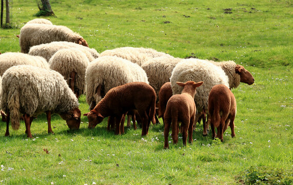 lambs in a herd, Bokrijk, Belgium