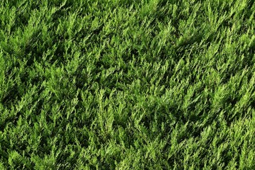 Fondo con detalle y textura de superficie de cesped en tonos verdes