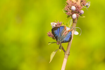 butterfly on a wild flower  with blurred nature green background, copy spaces. Cigaritis lohita, the long-banded silverline