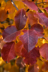 Colorful red-yellow-blue apple leaves in the autumn garden. Beautiful autumn flowers.