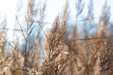 Fototapeta premium Blooming reed inflorescences on the banks of a river or lake. Soft light.