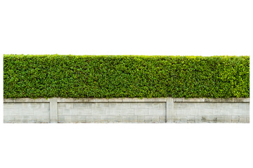 Tree wall isolate on white background, wall decoration, tree fence, clipping part.