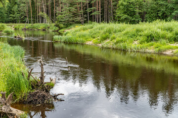 Obraz premium Irbe River, Latvia - 27 July 2022: Irbe River with washed-out roots and flowing water in the territory of the nature park in the north of Latvia's Courland region.