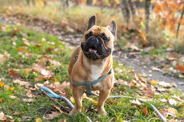 Cute french bulldog puppy in autumn park. Close up portrait