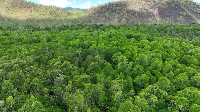 Sunda flying foxes, Acerodon mackloti, fly above the green canopy of a remote mangrove forest where they roost in Indonesia. Mangroves provide vital habitat for invertebrates, fish, birds, and fruit b