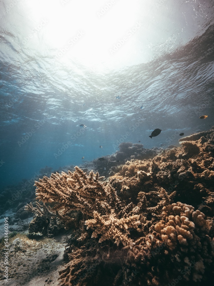 Wall mural Underwater reefs and corals of the Red Sea.