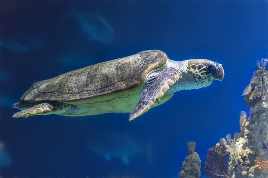 Sea Turtle