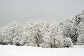 Natural winter landscape