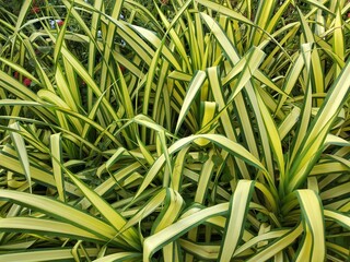 Obraz premium close up of green grass