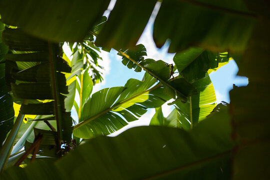 Beautiful leafs of a palm tree in Croatia