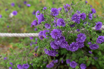 Fototapeta premium Purple ornamental flowers in the garden